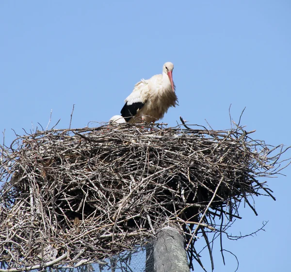 Storch Storch — Stockfoto