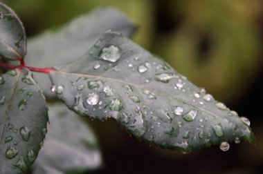 Yaprakları yağmur yağmur yaprak yaprakları yağmur yağmur altında bırakır