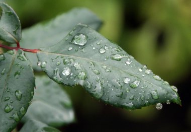 Yaprakları yağmur yağmur yaprak yaprakları yağmur v