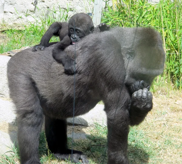 Gorilla gorilla gorilla gorilla — Stockfoto