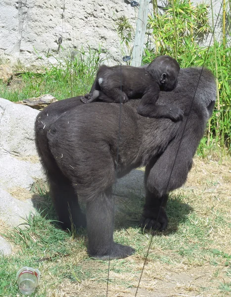 Gorilla gorilla gorilla — Stockfoto