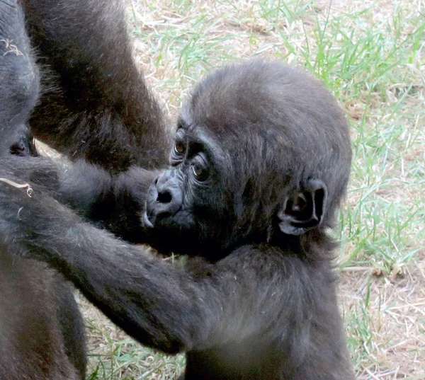 Gorilla gorilla gorilla gorilla — Stockfoto