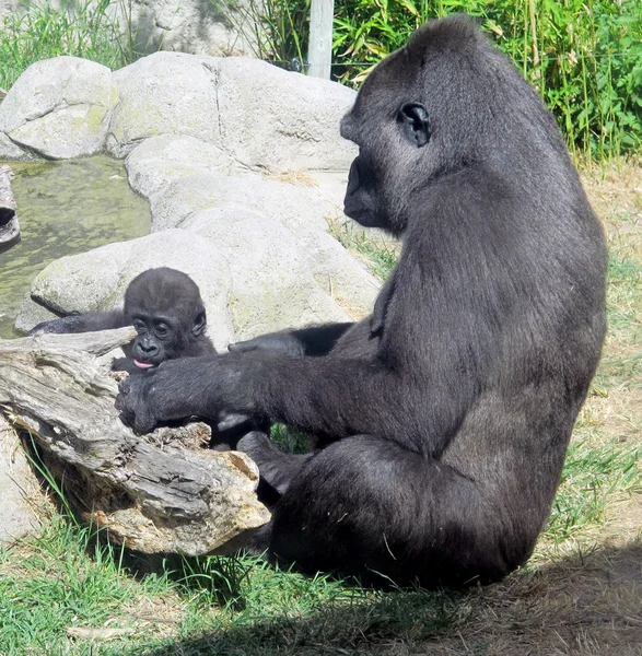 Gorilla gorilla gorilla gorilla — Foto Stock