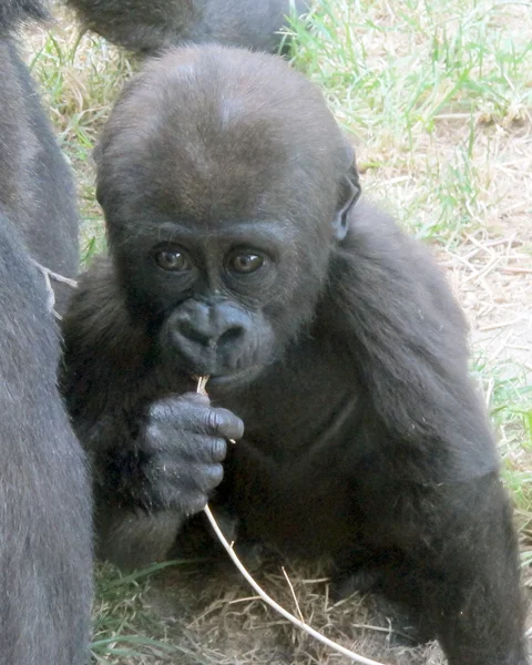 Gorilla gorilla gorila vgorilla — Stock fotografie