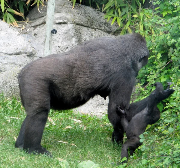 Gorilla gorilla gorilla gorilla — Foto Stock