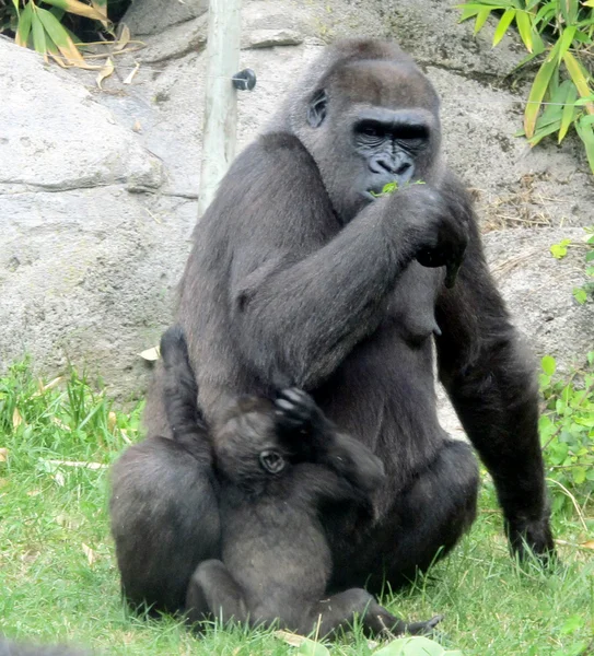 Gorilla gorilla gorilla — Stockfoto