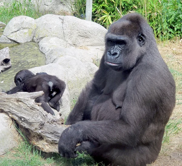 Gorilla gorilla gorilla Stockbild