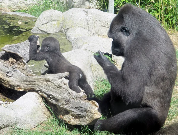 Gorille gorille gorille Images De Stock Libres De Droits