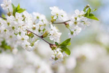Bahar çiçekli. Arka plan bulanıklık, 