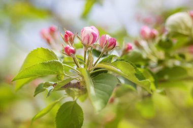 Bahar çiçekli. Arka plan bulanıklık, 