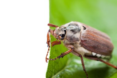 cockchafer portre. üzerinde yeşil bir yaprak böceği. baktım