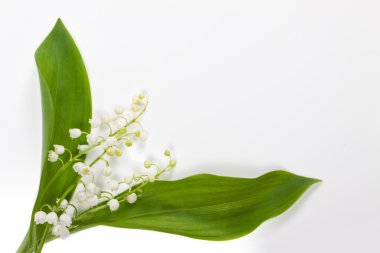 beyaz zemin üzerine güzel çiçekler. Vadideki zambak. 