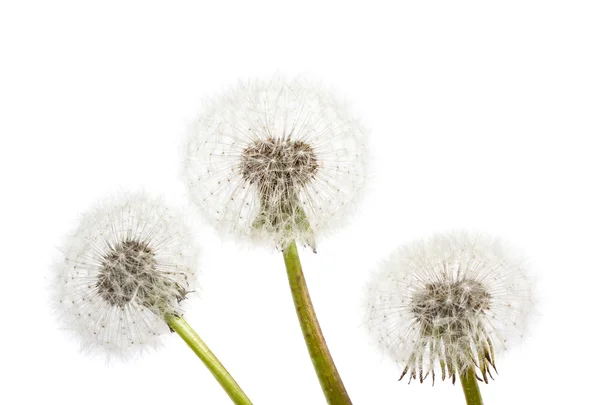 Pissenlit sur fond bleu. Gros plan sur les fleurs aériennes — Photo