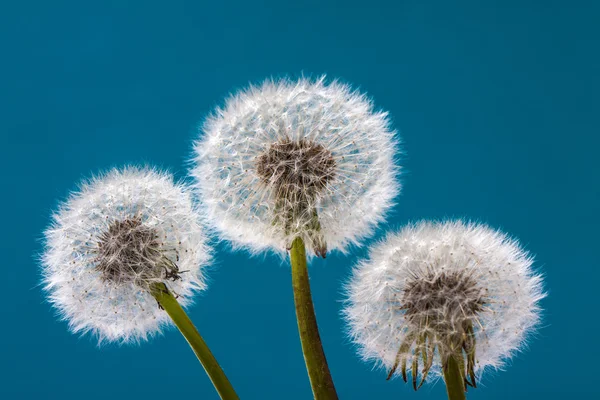 Dandelion on a blue background. Air flower close-up — Stock Photo, Image