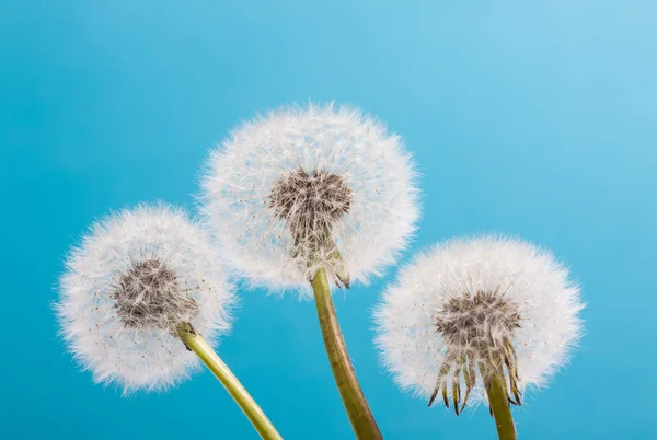 Dandelion on a blue background. Air flower close-up — Stock Photo, Image