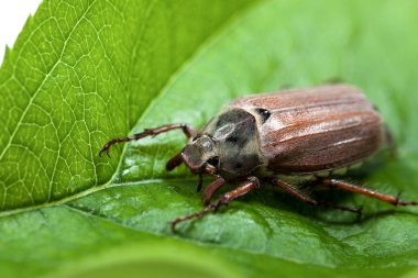 cockchafer portre. üzerinde yeşil bir yaprak böceği. baktım