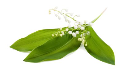 beyaz zemin üzerine güzel çiçekler. Vadideki zambak. 