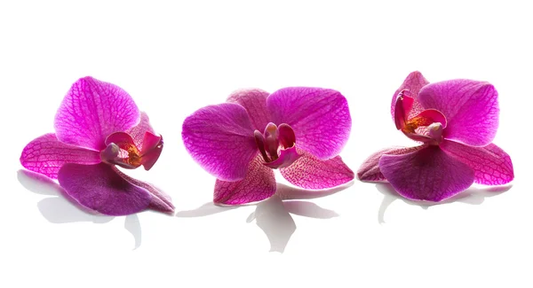Flores de orquídea sobre un fondo blanco. — Foto de Stock