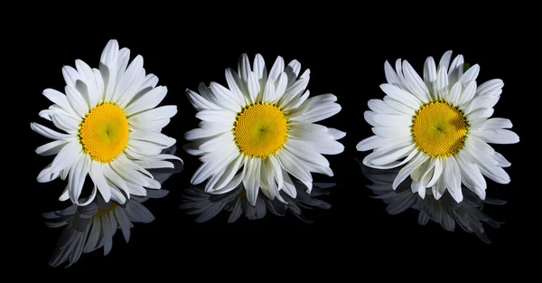 Heřmánkový čaj. krásné květiny s odrazem na černém pozadí — Stock fotografie