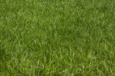 Çim arka plan. Güzel yeşil çimen