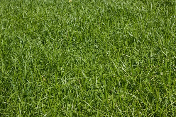 Trawa tło. Piękna zielona trawa — Zdjęcie stockowe