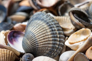 Yaz arka plan. Sahilde küçük deniz kabuklarını. 