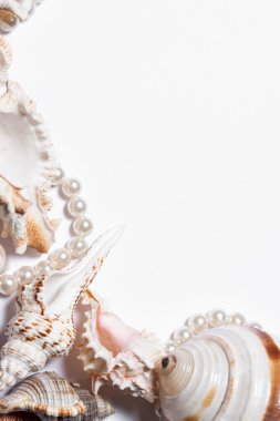 Natürmort seashells beyaz zemin üzerinde. Boş boş çerçeveli kabukları