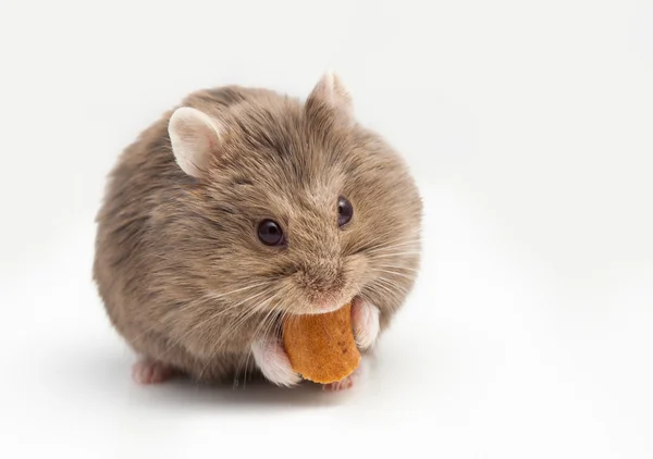 Adorable hamster eating fat. — Stock Photo, Image