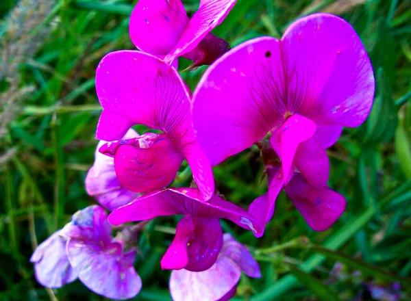 Bahçedeki Tatlı Bezelye Çiçekleri — Stok fotoğraf