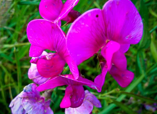 Bahçedeki Tatlı Bezelye Çiçekleri — Stok fotoğraf