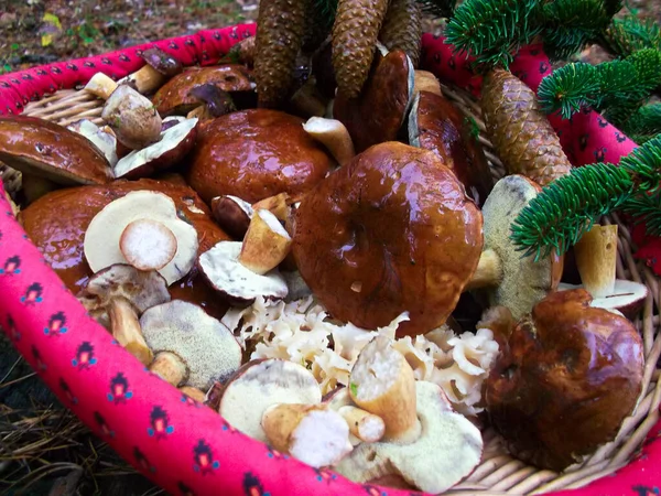 Cogumelos Reunidos Uma Cesta Outono — Fotografia de Stock