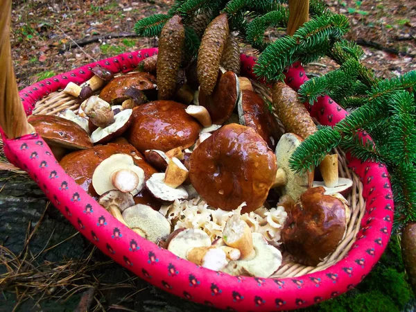 Cogumelos Reunidos Uma Cesta Outono — Fotografia de Stock
