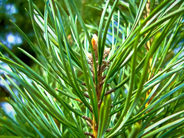 Needle Pine Tree Autumn — Stock Photo, Image