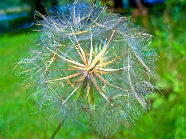 The seeds of the ripe dandelion in autumn