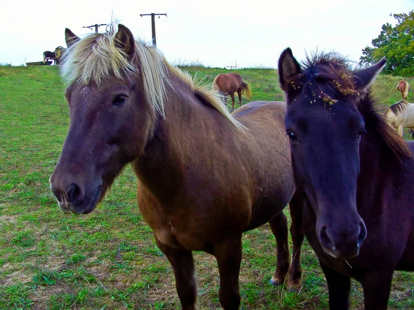 Koně Pastvinách Uckermarku — Stock fotografie