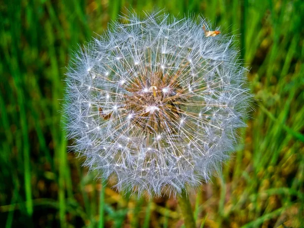 Detail of a ripe dandelion plant, also known as the dandelion