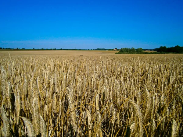 Gabonatermesztés Uckermarkban — Stock Fotó