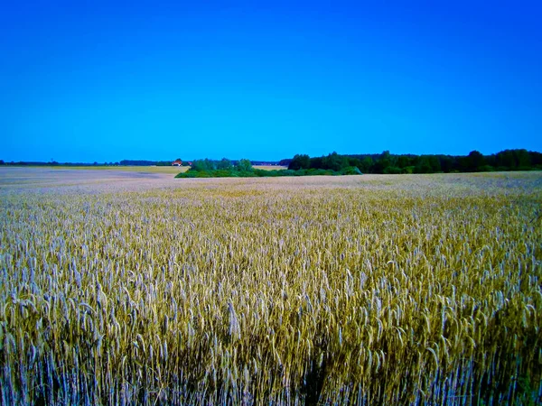 Cultivo Granos Uckermark —  Fotos de Stock