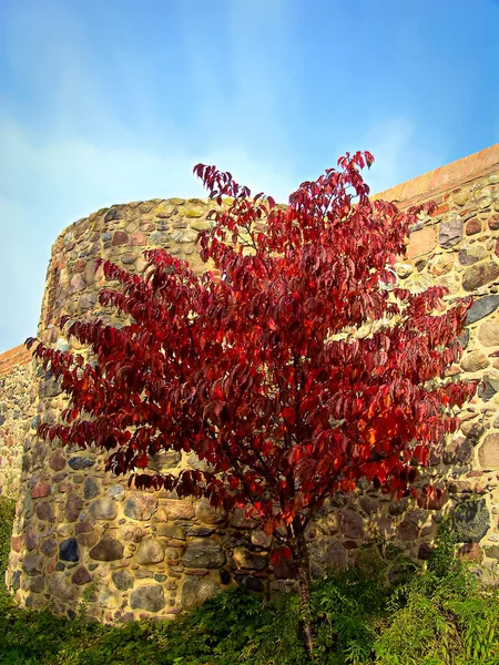 Der Baum Mit Roten Blättern Vor Der Historischen Stadtmauer Aus — Stockfoto