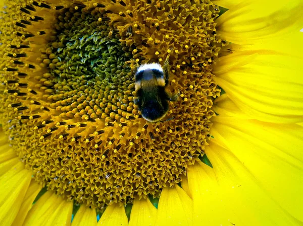 Die Hummel Sonnenblumenkopf — Stockfoto