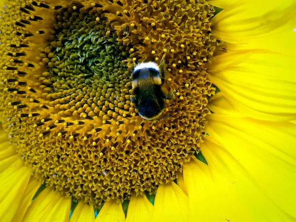 Hommel Zonnebloem Kop — Stockfoto