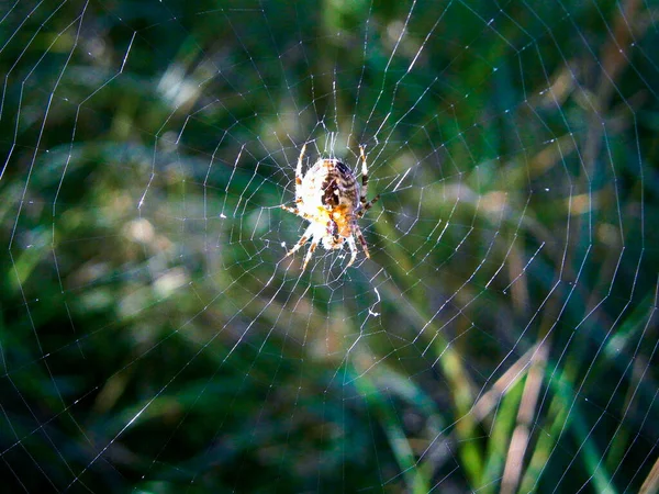 Araña Del Jardín Web — Foto de Stock