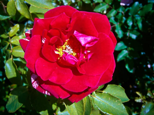 Red Rose Blossom Rose Family — Stock Photo, Image