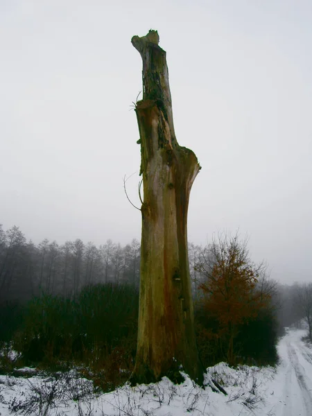 Paisaje Invernal Ensueño Uckermark — Foto de Stock