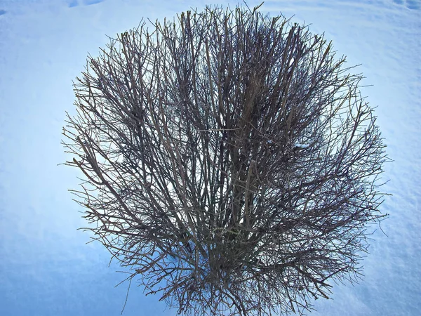 Krzew Uschnięty Śniegu — Zdjęcie stockowe