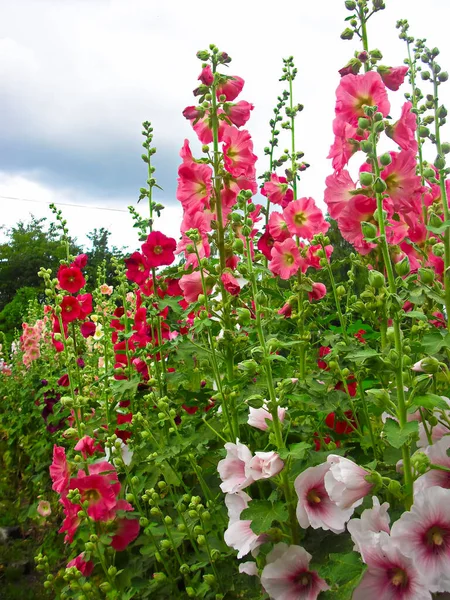 Kwiaty Wspaniałego Hollyhock Moim Ogrodzie Obraz Stockowy