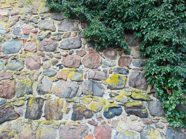 Vilt Vin Den Historiska Stadsmuren Från 1200 Talet — Stockfoto