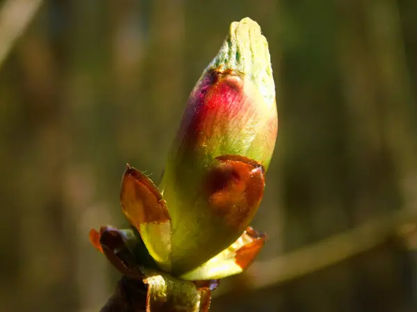 Bud Chestnut Spring — Foto Stock