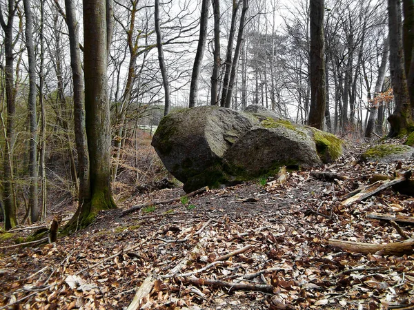 Piedra Sacrificio Bosque Hayas — Foto de Stock