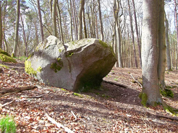 Piedra Sacrificio Bosque Hayas — Foto de Stock